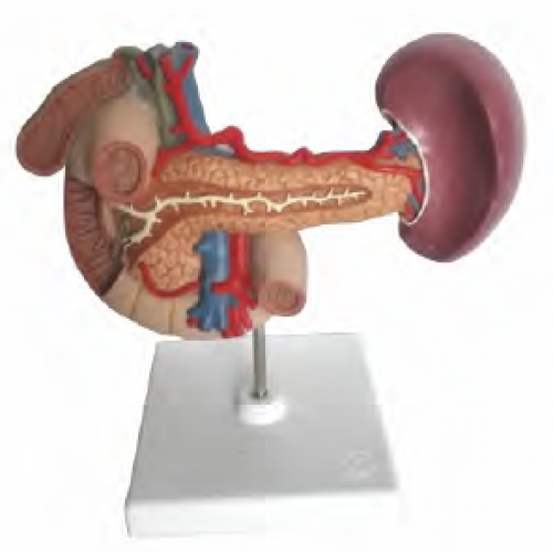 胰、脾、十二指腸、膽囊模型