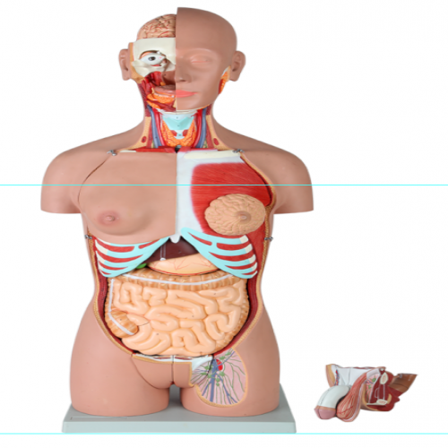 男、女兩性人體背部開(kāi)放式半身軀干模型（87cm/29件）