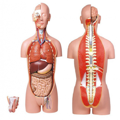 男、女兩性人體背部開(kāi)放式半身軀干模型（87cm/27件）